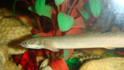 恐龍魚 (9).JPG