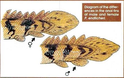 恐龍魚分雌雄