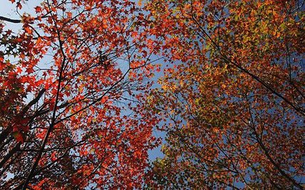 952_pic_20090217220324_1.jpg