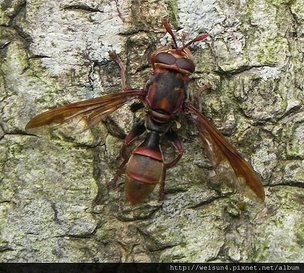 昆蟲綱_膜翅目_胡蜂科_褐長腳蜂_苗縣_造橋_20160403.JPG