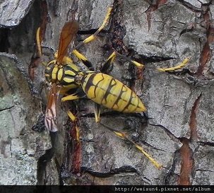 昆蟲綱_膜翅目_胡蜂科_黃長腳蜂_苗縣_竹北_20160529.JPG