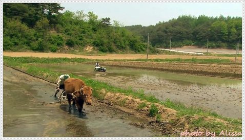 牛鈴之聲[12-20-59].JPG