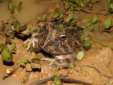 Ceratophrys_calcarata.jpg