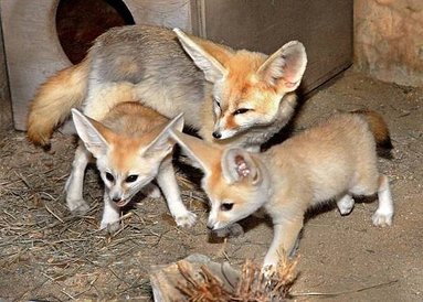 fennec_fox_lazoo_1.JPG