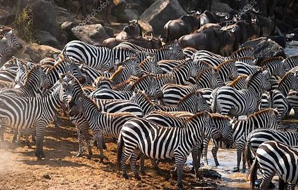 depositphotos_96922352-stock-photo-zebras-herd-in-its-habitat.jpg