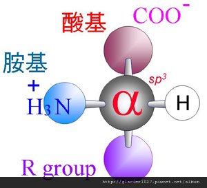 胺基酸結構式1000405-2