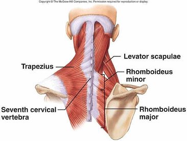 trapezius muscle.jpg