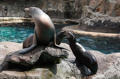 California Sea Lion_1_0930.jpg