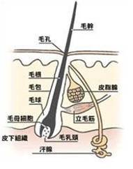 1d除毛1.jpg