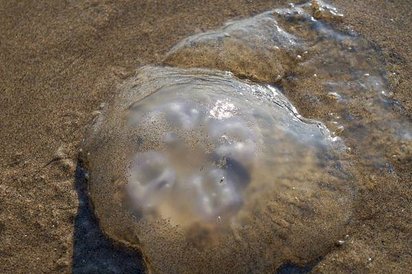 奧瑞岡州西北角海岸著名的Cannon Beach OR