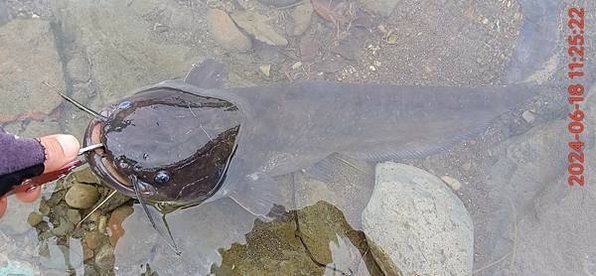 鯰魚Chinese catfish 可以長到多大?