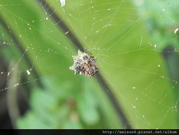 蛛形綱_蜘蛛目_金蛛科_熱帶塵蛛_苗栗縣-華陶窯_20150726.JPG