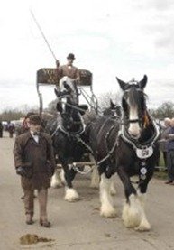 Harness Horse Parade