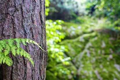 forest-tree-tree-trunk-bark.jpg