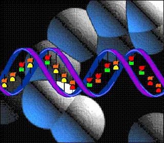垃圾DNA