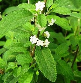 mexican-oregano-leaves.jpg