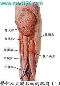 半腱肌-2.jpg