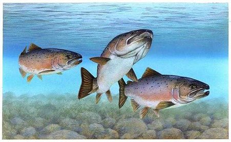 atlantic-salmon-atlantic-fish-725x446