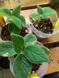 Kohleria Yf