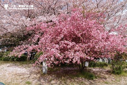 萬博公園(1004)