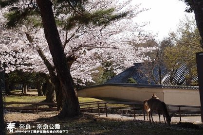 奈良公園(1007)