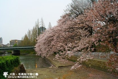 毛馬櫻之宮公園(1029)