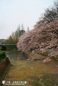 毛馬櫻之宮公園(1028)