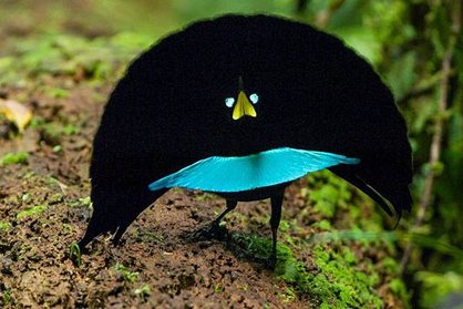 02-bird-of-paradise-A012_C010_1029SF_0001575.adapt_.1190.1.jpg