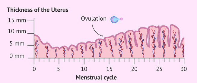 uterine-lining-thickness-chart.png