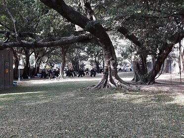 [參訪席拉] 印尼武術 (Silat) 在台中公園