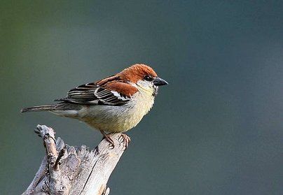 Russet_Sparow_(Male)_I_IMG_6779.jpg