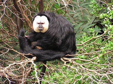 White-faced_Saki_2008-07.jpg