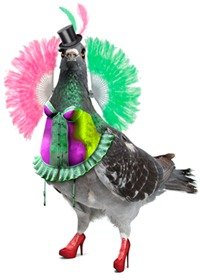 Camden Fringe pigeon_2012