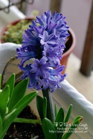 2014.02.04-風信子No.2.jpg