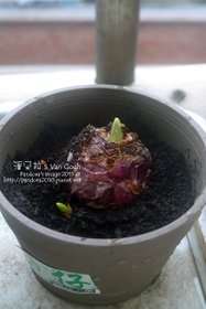 2014.12.27-風信子No.6.jpg