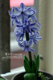 2015.02.26-風信子No.6.jpg