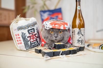 【真實分享】腎貓四期：阿吉吃寵樂腎（有精神、有食慾）