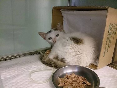 新屋貓舍_1041114_0_就醫貓_04_動物編號20151104-030_嚴重呼吸道感染.jpg