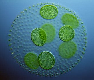 algae-2.jpg