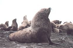 250px-Steller_sea_lion_bull.jpg