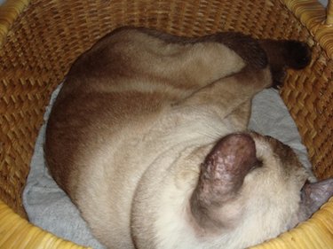 neko02.JPG