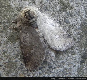 昆蟲綱_鱗翅目_毒蛾科_阿里山麗毒蛾_苗縣-神龍山莊_20151017.JPG