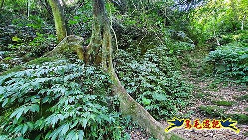 石碇摸乳巷古道溪邊寮山西帽子岩出山羊洞步道口 (12).jpg