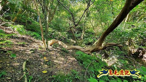 石碇摸乳巷古道溪邊寮山西帽子岩出山羊洞步道口 (13).jpg