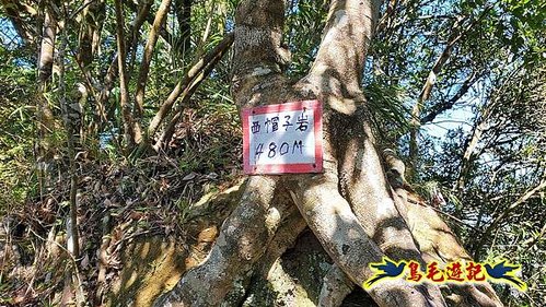 石碇摸乳巷古道溪邊寮山西帽子岩出山羊洞步道口 (31).jpg