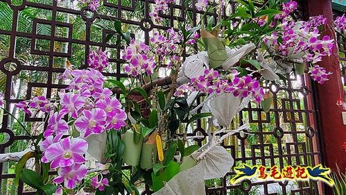 2023士林官邸秋石斛蘭暨火鶴花展 (46).jpg