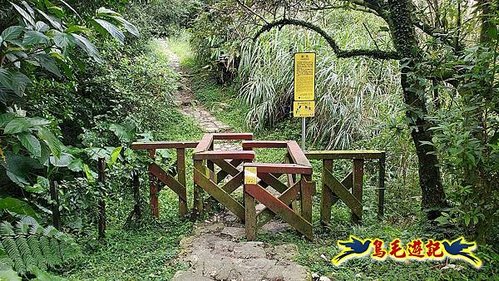 風擎步道(頂山-石梯嶺)芒花%26;牛群 (4).jpg