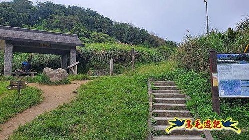 風擎步道(頂山-石梯嶺)芒花%26;牛群 (1).jpg