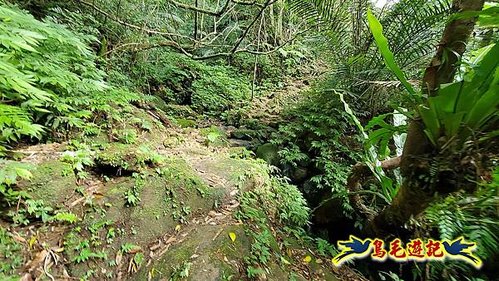 石笋古道-南草山-草山南峰下黃金神社步道 (20).jpg