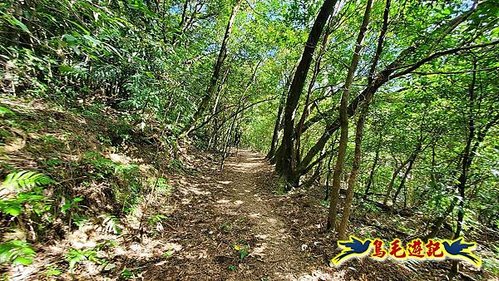 石笋古道-南草山-草山南峰下黃金神社步道 (28).jpg